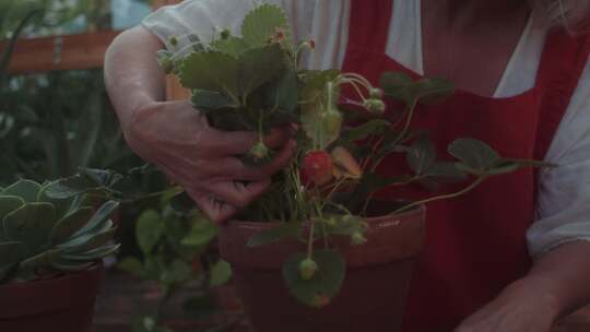 园丁，草莓植物，温室，盆栽植物