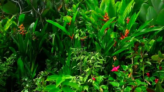 热带绿色植物和花卉
