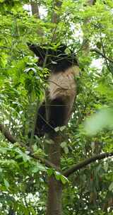 竖屏拍摄一只国宝大熊猫爬树吃春天嫩叶