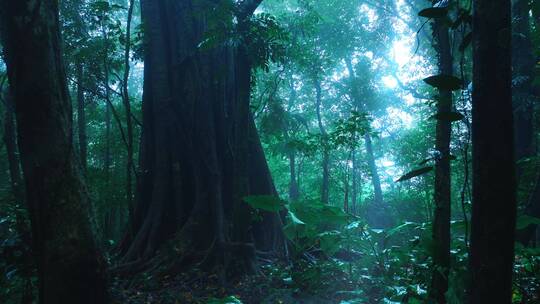 大自然热带雨林风景