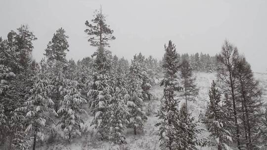 松岭雪景 大雪下的山与林