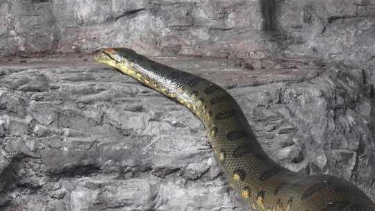 蟒蛇 蛇 
