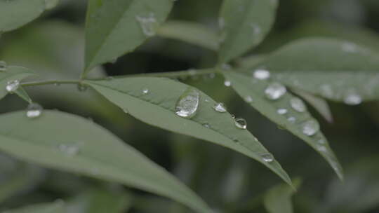 雨后树叶上的水滴