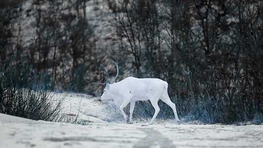 雪地白鹿唯美画面视频素材模板下载