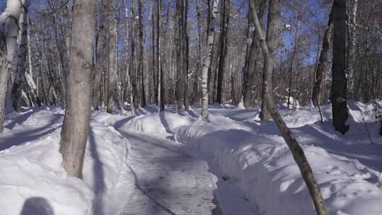 阿勒泰桦林公园雪景视频素材模板下载