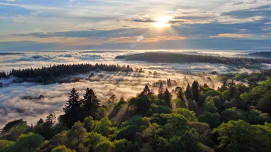 森林阳光云海森林云雾缭绕树林山大自然风景