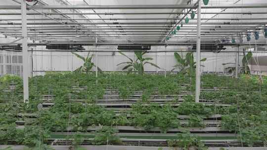 温室大棚内蔬菜种植场景