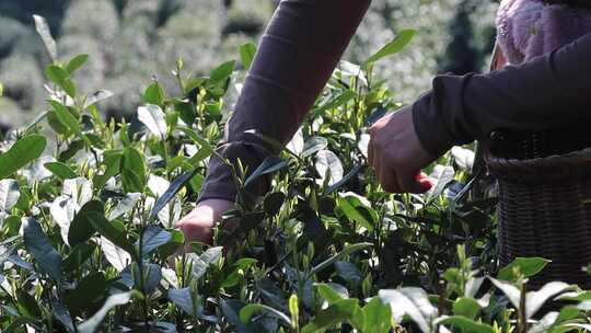 人在茶园采茶近景