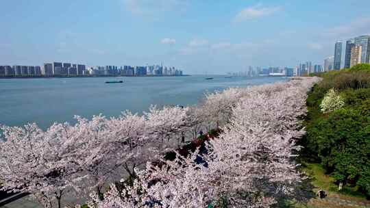 杭州滨江樱花跑道