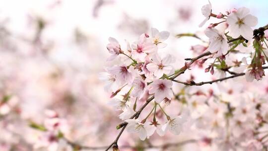 樱花空镜-特写-14