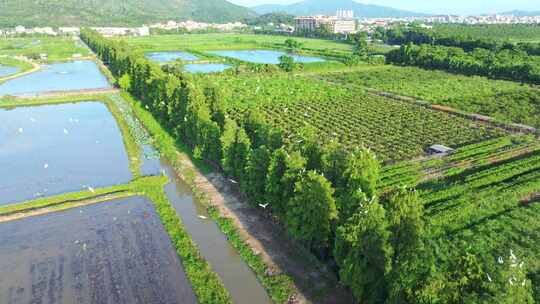 4K120p白鹭湿地乡村农田生态保护