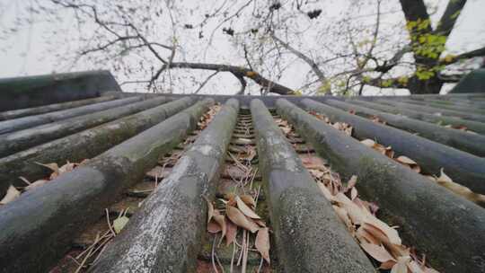 唯美意境岭南特色古建筑旁盛开的百年木棉花