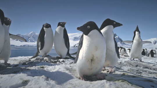 南极阿德利企鹅情侣戏特写
