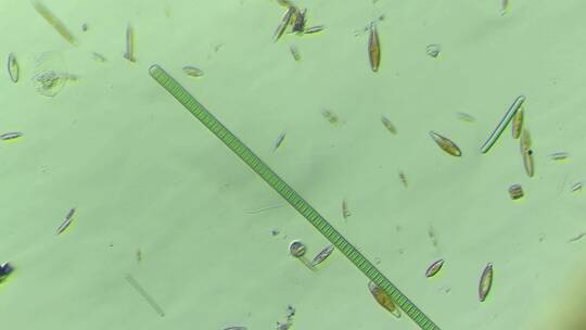 显微镜下的微观世界微生物 颤藻2