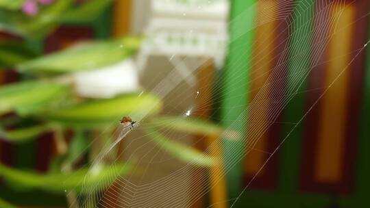 户外蜘蛛织网捕猎