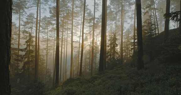 4K- 日落时分的迷雾森林