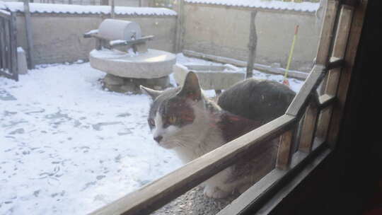 猫在窗外探头观望冬季