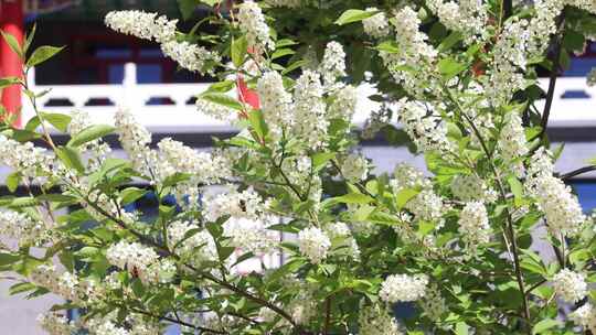 春天柳芽 春天景色 春天百花开