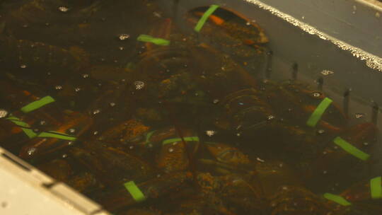 加拿大芬迪湾龙虾养殖场 龙虾分类视频素材模板下载