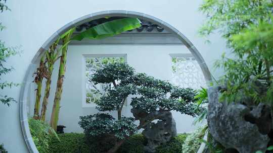 传统中式园林围墙和植物视频素材模板下载