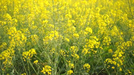 油菜花特写油菜花田蜜蜂花朵采蜜