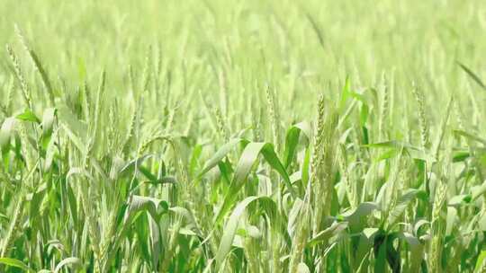 小麦 水稻 绿色小麦  农业 粮食