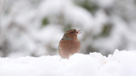 雄性燕雀在雪地里觅食。一月。英国