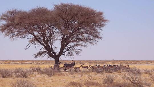 羚羊群站在沙漠的树荫下