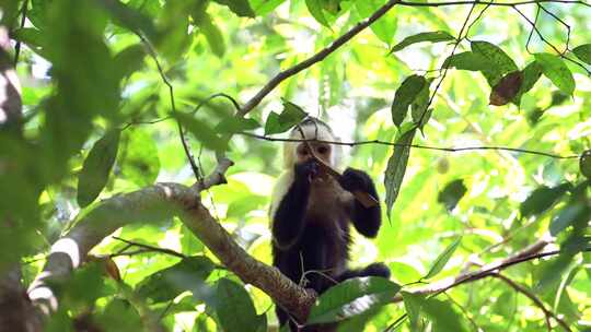 中美洲蜘蛛猴（saimiri oerstedii）以树上的叶子和植物为食