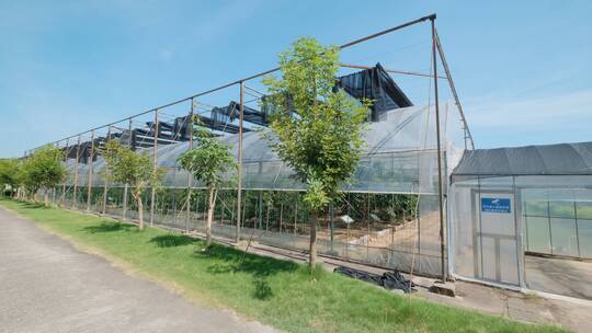 现代化温室大棚果园果树培育