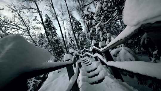 雪后森林树木景色