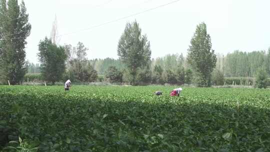 蔬菜基地农妇固定菜根