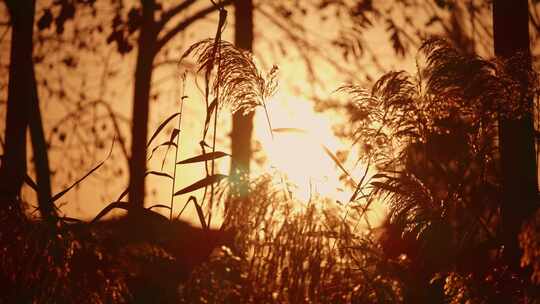 夕阳芦苇随风飘荡