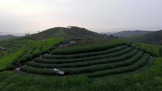 茶园 茶叶 种植 茶田 航拍茶园 农业 采茶