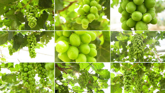 葡萄园水果园