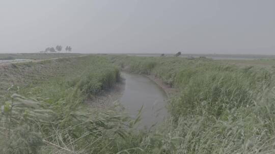 河边狂风日落芦苇荡LOG视频素材