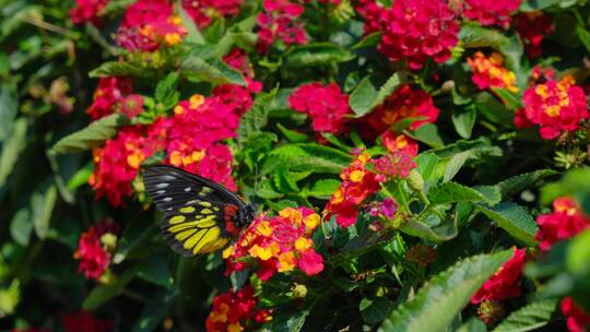 花园花丛中蝴蝶飞舞 五色梅视频素材模板下载