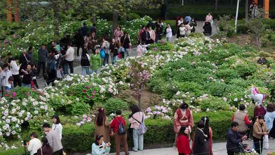 隋唐城遗址植物园牡丹