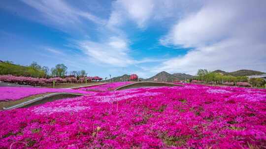 移动延时-世博园花海