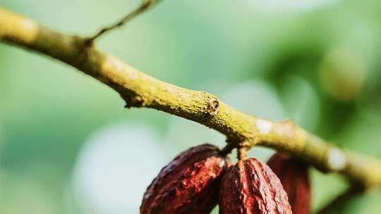 树枝上的可可果实特写