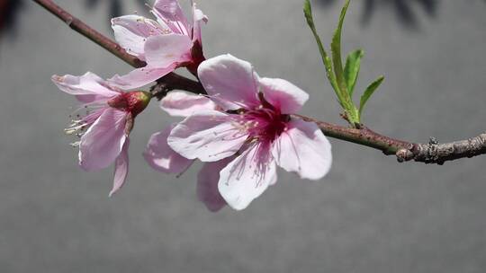 春天桃花盛开