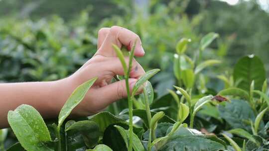 春茶茶叶茶山茶园采茶