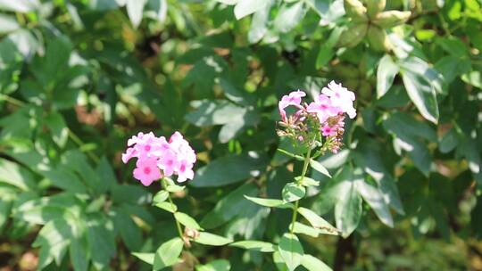 花园绿化 花草植物