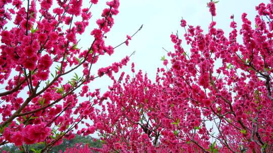 桃花林 树林 春暖花开 桃花坞 桃花园