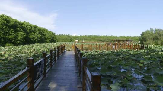 广州南沙湿地公园荷花民生工程飞鸟候鸟天地