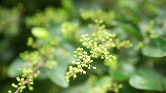 花椒树青花椒花椒生长果实花椒原料调料