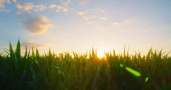 日落时阳光照射下的农业玉米地