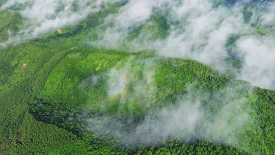 航拍绿色树林晨雾深坑云海缭绕