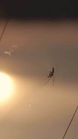 特写趴在蜘蛛网上的蜘蛛昆虫高清在线视频素材下载