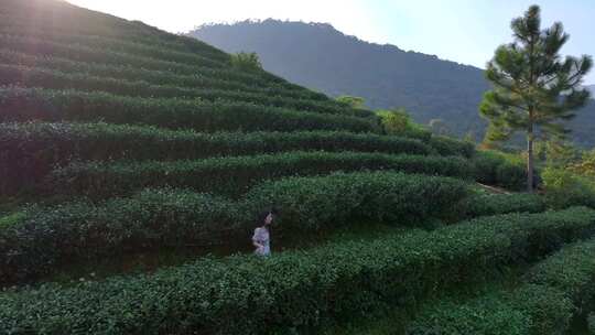 惠州惠东九龙峰南山茶园12